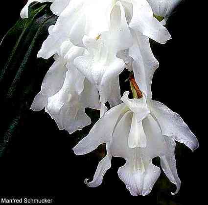 Coelogyne cristata var hololeuca